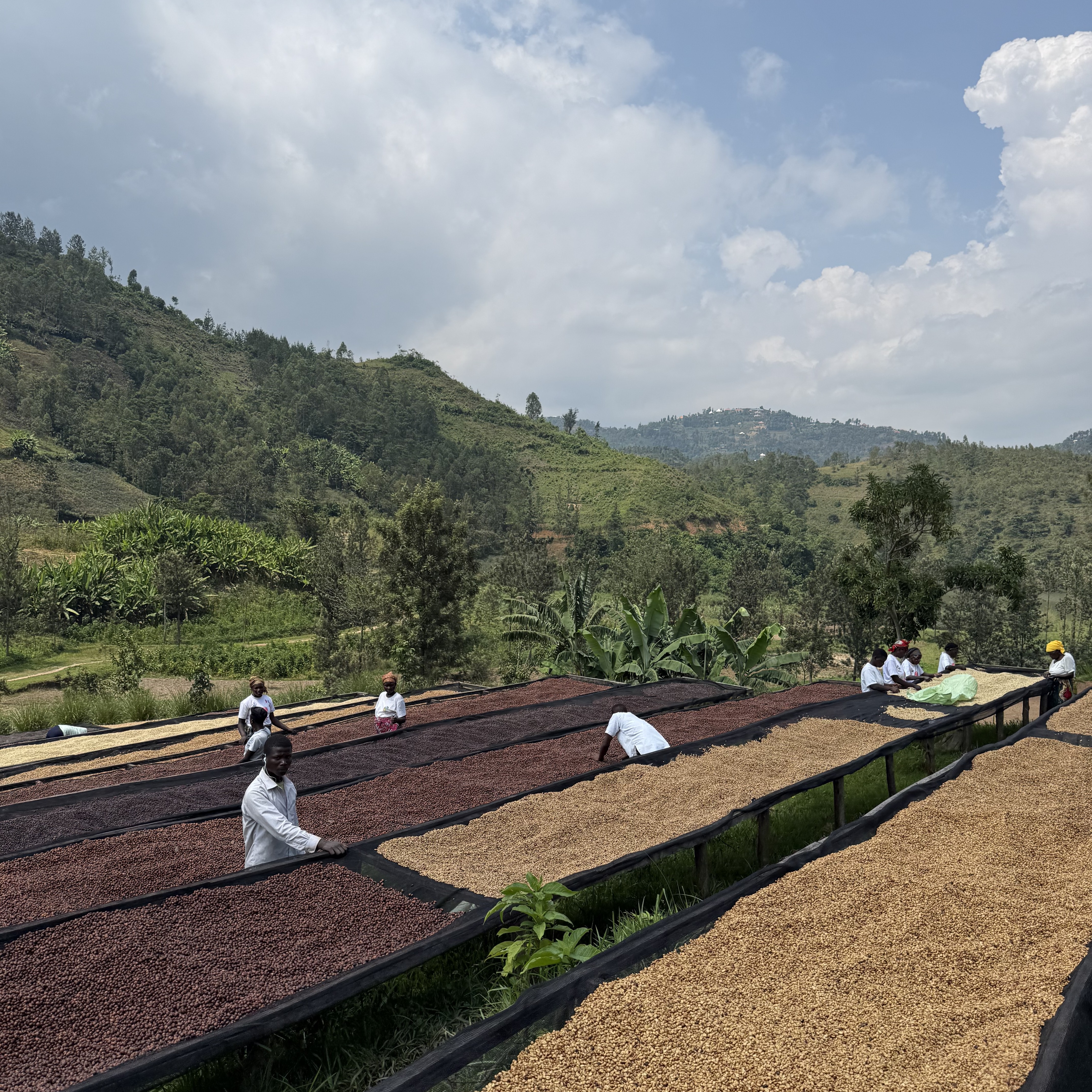 Rwanda Kilimbi Honey(24/25年クロップ) | ORIGIN COUNTRIES for Small